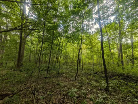 Other - 7541 E Bevens Rd, Kingston, MI 48741 photo 10 of 17