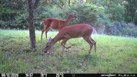 Other - V/l E Riverside Dr, Lyons, MI 48851 photo 2 of 7
