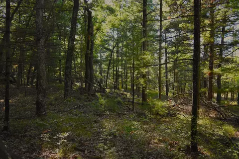 Other - Whitney Street, Baldwin, MI 49304 photo 3 of 15