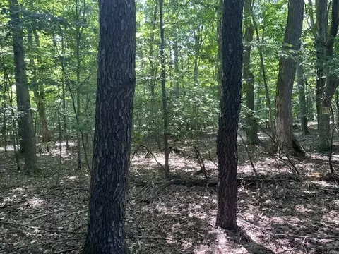 12 Acres 9 Mile Rd, Kaleva, MI 49645