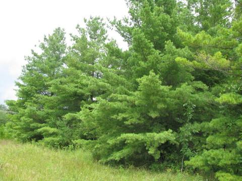 0 M-55 Lots 7273749091 Lot 5 Lots #LOT S 72,73,74&90,91 : 5 LOTS, Tawas City, MI 48763