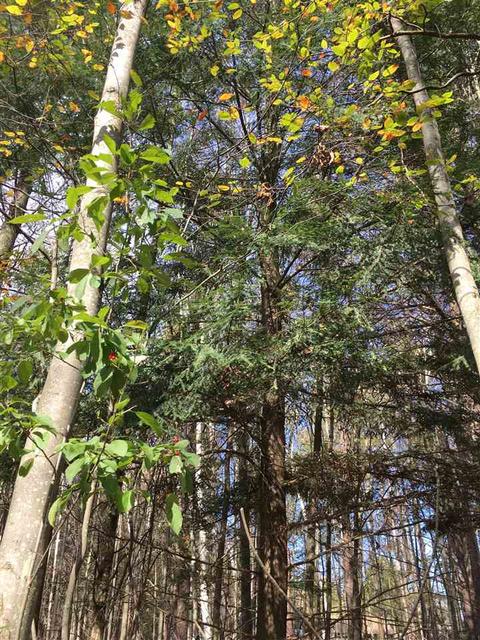 Lot 60 & 61 Todd Drive, Prescott, MI 48756
