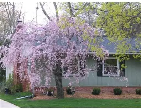 2402 Darrow, Ann Arbor, MI 48104 photo 1
