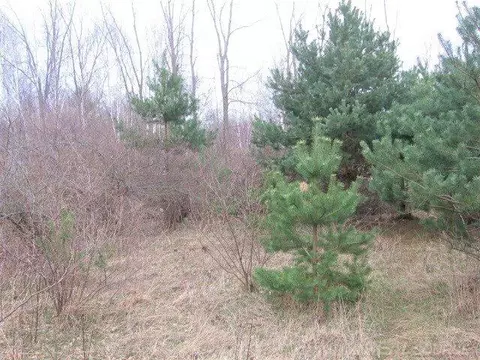 tbd Custer, Carsonville, MI 48419 photo 9