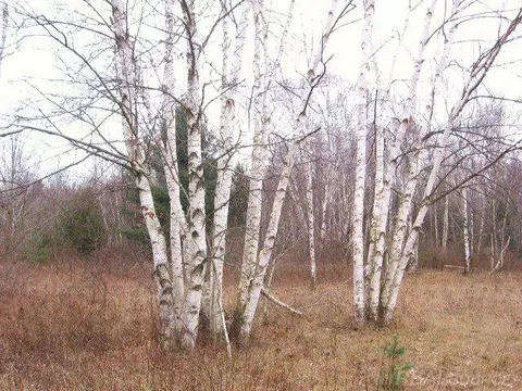 tbd Custer, Carsonville, MI 48419 photo 8