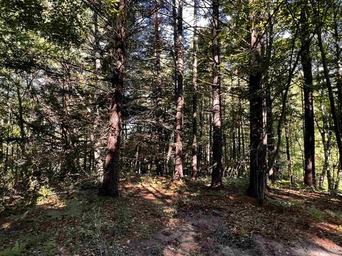 8923 E Gladwin, Harrison, MI 48624 photo 4