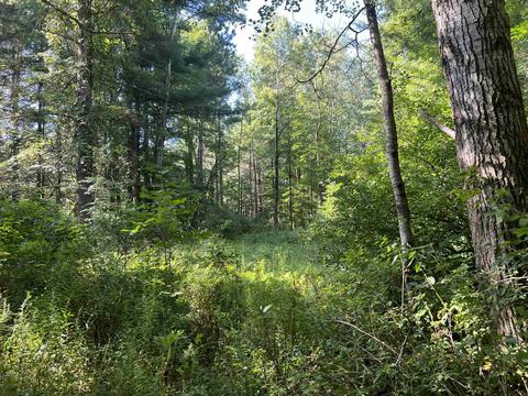 210 Kapplinger, Farwell, MI 48622 photo 37