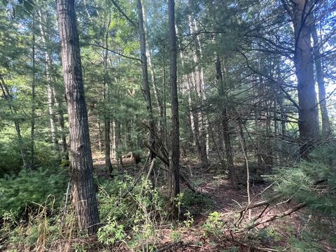 210 Kapplinger, Farwell, MI 48622 photo 32