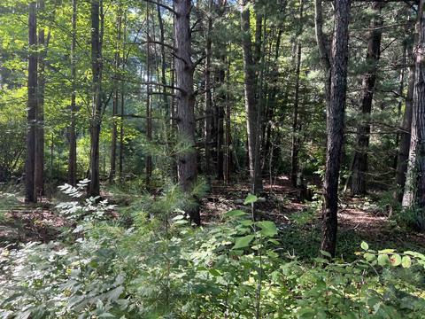 210 Kapplinger, Farwell, MI 48622 photo 39