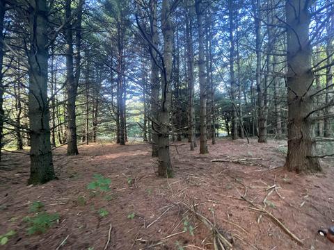 210 Kapplinger, Farwell, MI 48622 photo 28