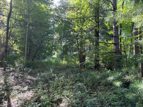 210 Kapplinger, Farwell, MI 48622 photo 38