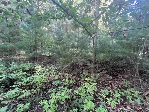 210 Kapplinger, Farwell, MI 48622 photo 34
