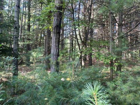 210 Kapplinger, Farwell, MI 48622 photo 40