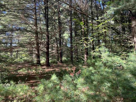 210 Kapplinger, Farwell, MI 48622 photo 25