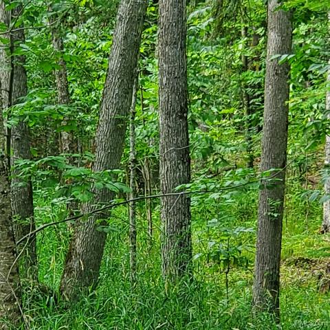 Tbd Lower Skanee, Skanee, MI 49962