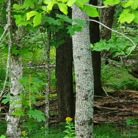 Tbd Lower Skanee, Skanee, MI 49962