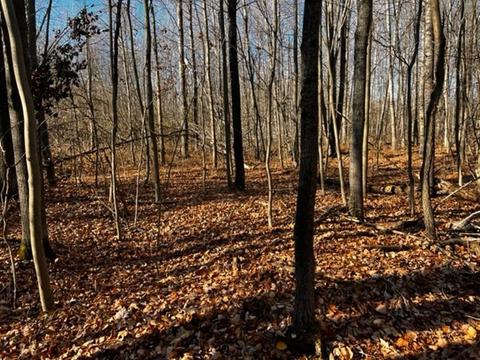 36 N Acres N Cook, Harrison, MI 48625 photo 14