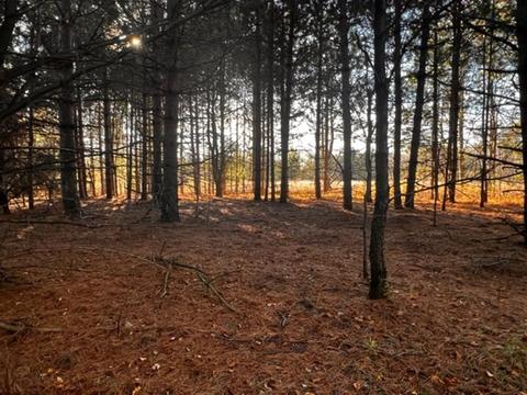 36 N Acres N Cook, Harrison, MI 48625 photo 20