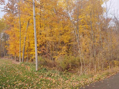 Tbd White Birch, Farwell, MI 48622