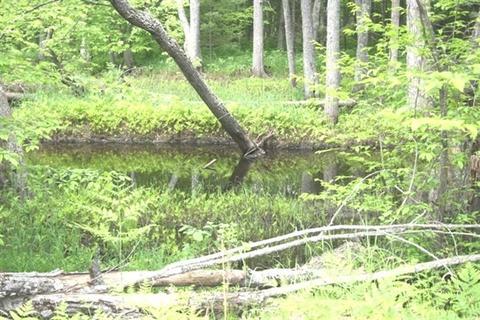5 Acres Thornapple Trl, Marion, MI 49665