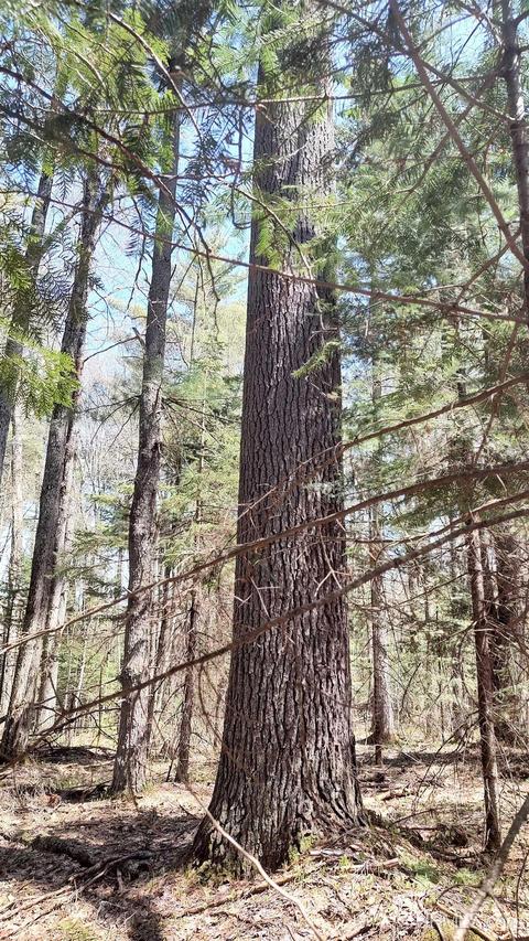 Tbd Lot 147 - Purple, Nisula, MI 49952