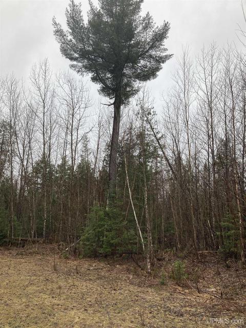 Tbd Off Thorton, Limestone, MI 49816 photo 4