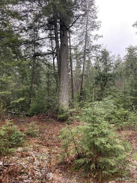Tbd Off Thorton, Limestone, MI 49816 photo 6