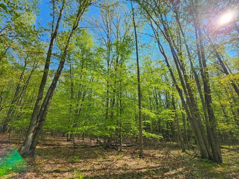 Lot 828 Hemlock, Farwell, MI 48622