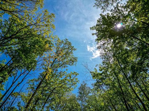 Nhn Arbor Oak, Harrison, MI 48625