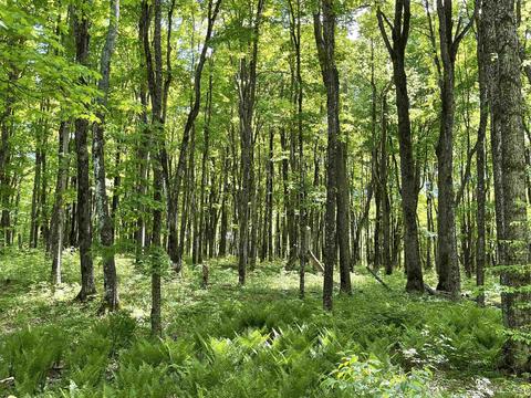 tbd Banking Ground, Germfask, MI 49836
