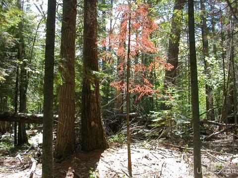 Tbd Eliza Creek, Eagle Harbor, MI 49950