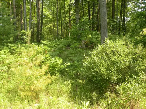 Adams, Gladwin, MI 48624 photo 6