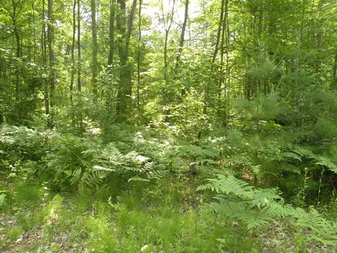 Adams, Gladwin, MI 48624 photo 7