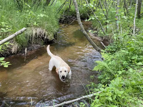 160 Ac Off Of Alder Creek Truck, Big Bay, MI 49808