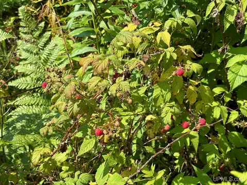 Off Co Rd 426, Felch, MI 49831 photo 8