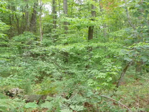 5597 N Old State, Harrison, MI 48625 photo 29