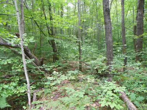 5597 N Old State, Harrison, MI 48625 photo 20