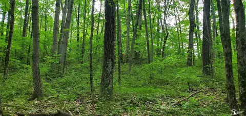Vacant Woods Rd., Gladwin, MI 48624 photo 2