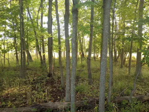 Lot 225 Linksview, Gladwin, MI 48624 photo 6