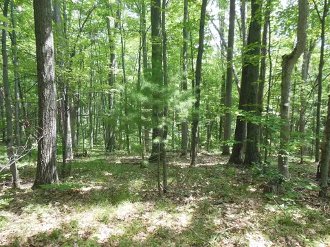 5 Acres Blanche, Harrison, MI 48625 photo 6