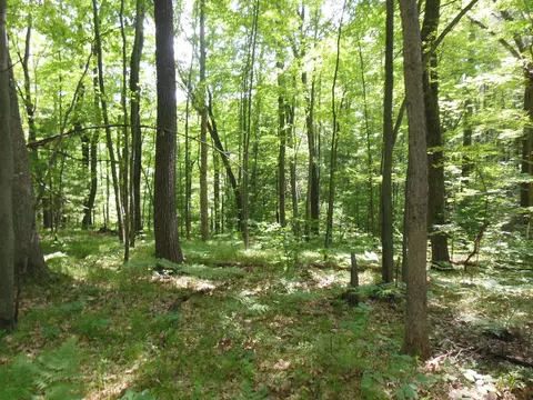 5 Acres Blanche, Harrison, MI 48625 photo 4