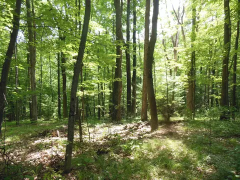 5 Acres Blanche, Harrison, MI 48625 photo 5