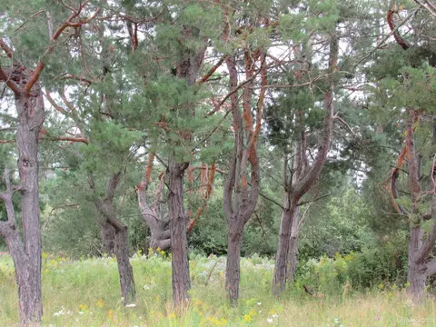 1344 W 21 Mile, Pickford, MI 49774
