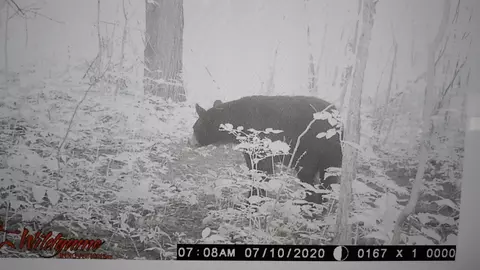 40 Acres Hilts, Gladwin, MI 48624 photo 36