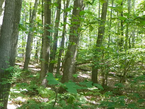 tbd Hawthorn, Harrison, MI 48625 photo 3