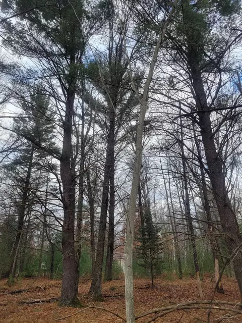 Jackpine Trial, Alger, MI 48610 photo 4