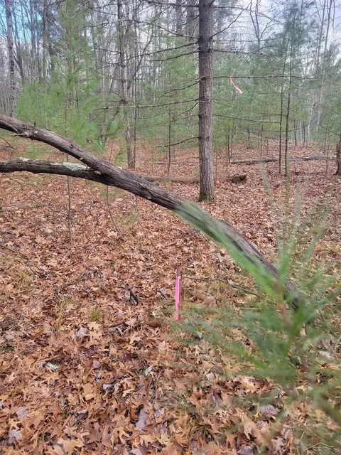 Jackpine Trial, Alger, MI 48610 photo 6