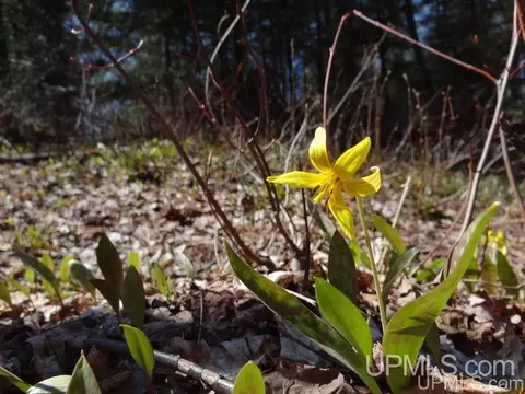 19259 Celotex, L'anse, MI 49946 photo 21