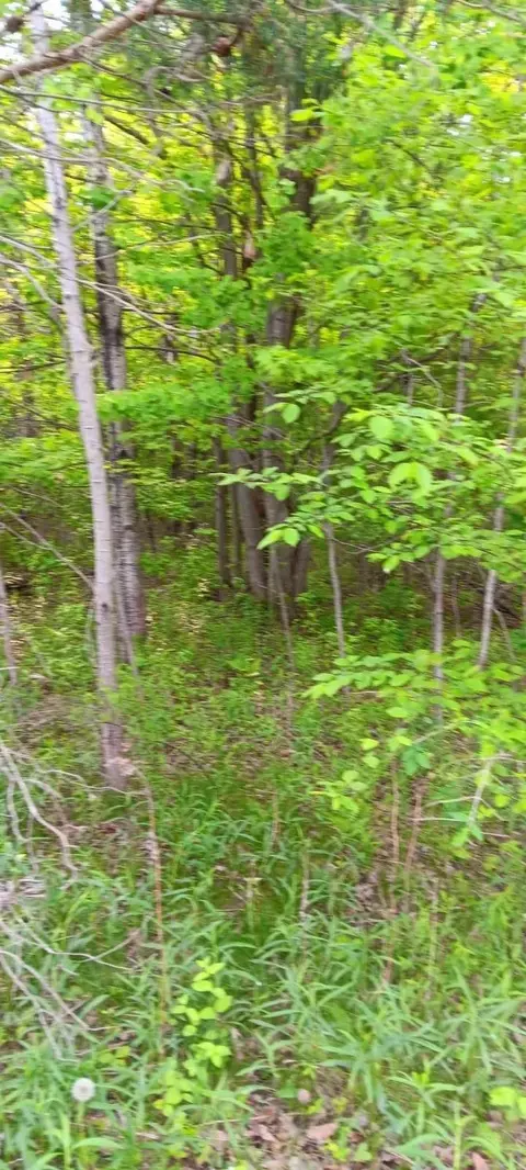 N Carter, Rhodes, MI 48652 photo 3