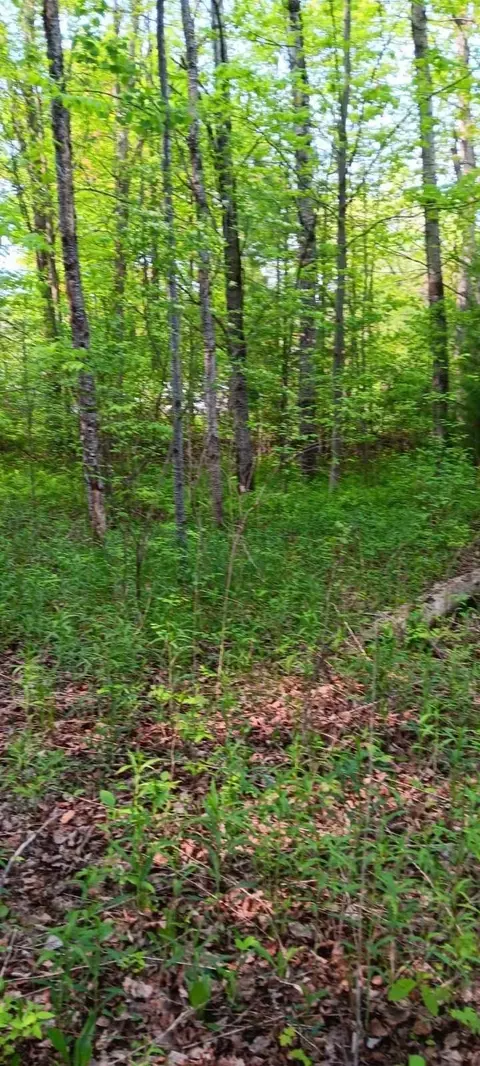 N Carter, Rhodes, MI 48652 photo 5